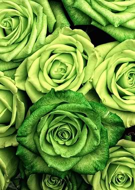Green Roses