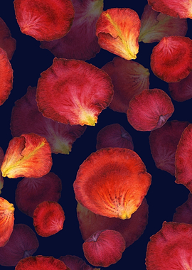 RosePetal Pattern Black 04