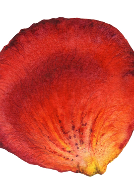 Red Rose Petal