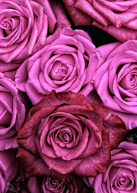 Pink Roses