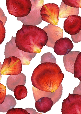 Rose Petal Pattern 04