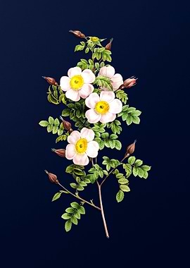 Vintage Flower Deep Blue