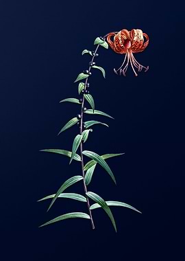 Tiger Lily on Deep Blue