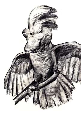Cockatoo