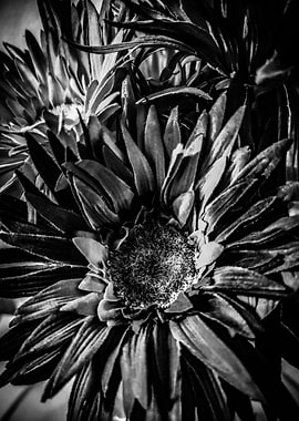 Black and white flowers