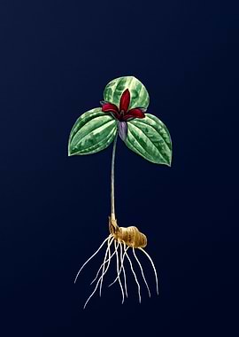 Vintage Flower Deep Blue