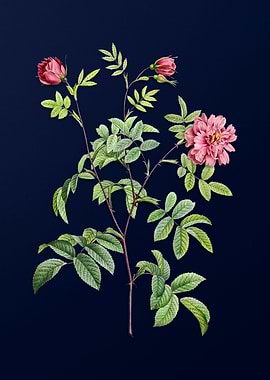 Vintage Rose on Dark Blue