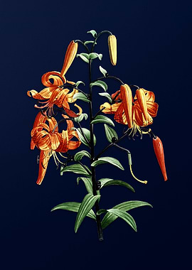 Tiger Lily on Deep Blue