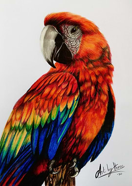 Red Macaw Parrot