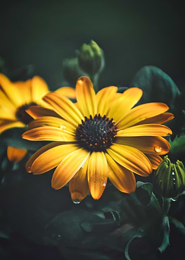 Sunshine after the rain