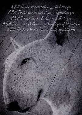 Bull Terrier