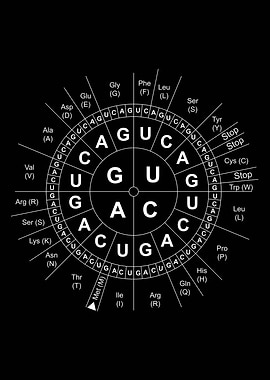 Biology Codon Wheel