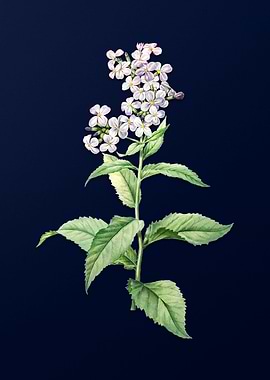 White Flower on Dark Blue
