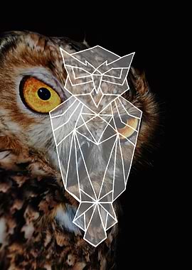 Big owl eyes