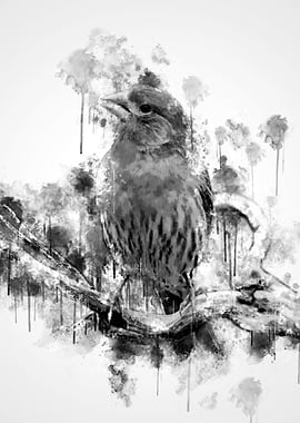 House finch BW