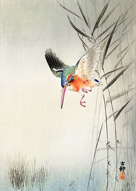 Kingfisher hunting