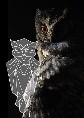 Big owl