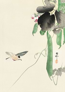 Bird at flowering bean