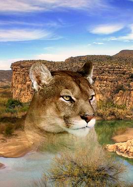 Mountain lion