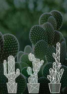 Green cactus