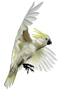 Cockatoo