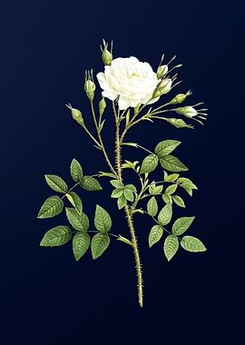 White Rose on Deep Blue