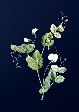 White Flower on Dark Blue