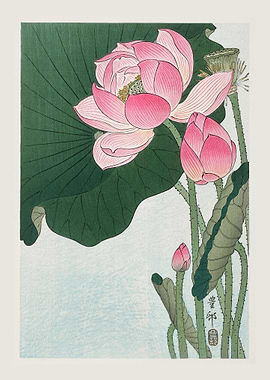 Blooming lotus flowers