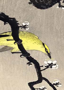 Chinese Oriole Branch Trad