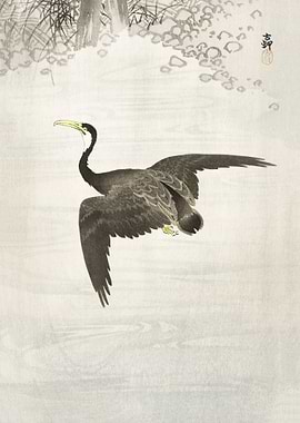 Cormorant in flight