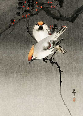 Bohemian waxwing birds