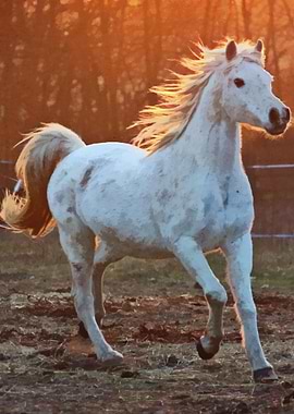 Majestic horse