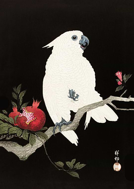 Cockatoo with pomegranate