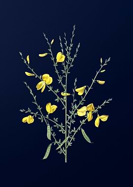 Yellow Flowers Deep Blue