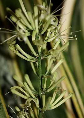 Dracaena trifasciata