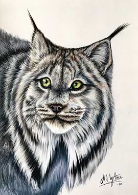 Canadian Lynx