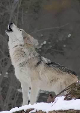 Howling wolf