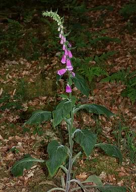 Purpurea digitalis flower