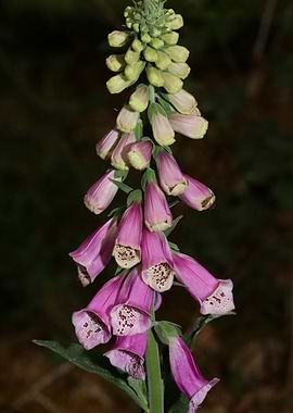 Digitalis purpurea flower