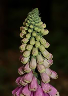 Digitalis purpurea flower