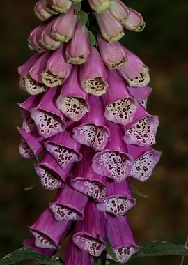 Digitalis purpurea flower