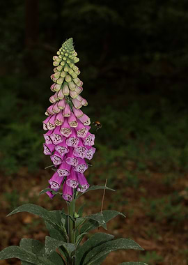Purpurea digitalis flower