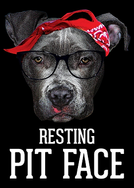 Pitbull Resting Pit Face