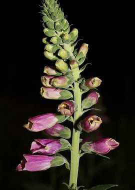 Purpurea digitalis flower