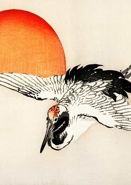 Barn Swallow Sun Tradition