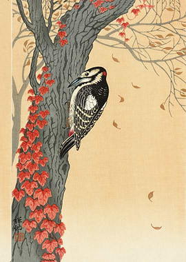 Great spotted woodpecker