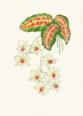 Yellow Dendrobium Orchid