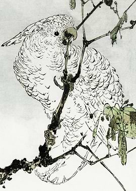 White Cockatoo Japanese Wi