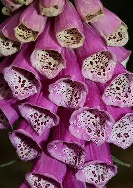 Purpurea digitalis flower