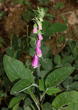 Purpurea digitalis flower